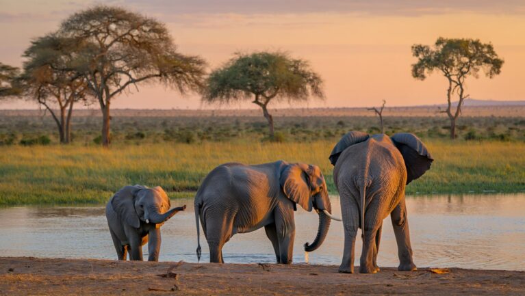 safari image